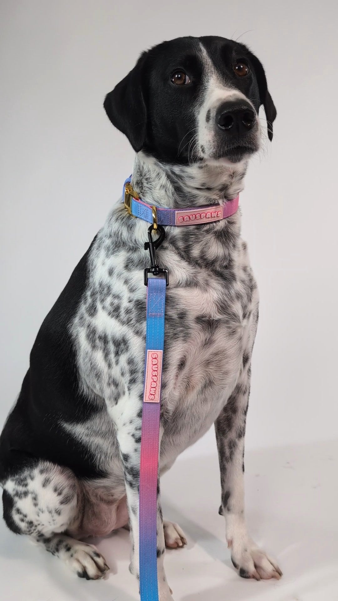 🌈 Rescue Rainbow Walk Set 💖 featuring The Rescue Classic Collar 🐾